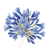 Agapanthus