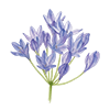 Triteleia
