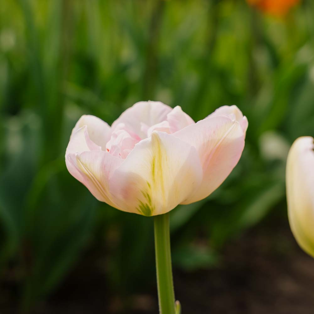 Tulipan 'Finola'