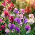 Ærteblomst frø 'Sweet Pea' - 30 Økologiske Frø