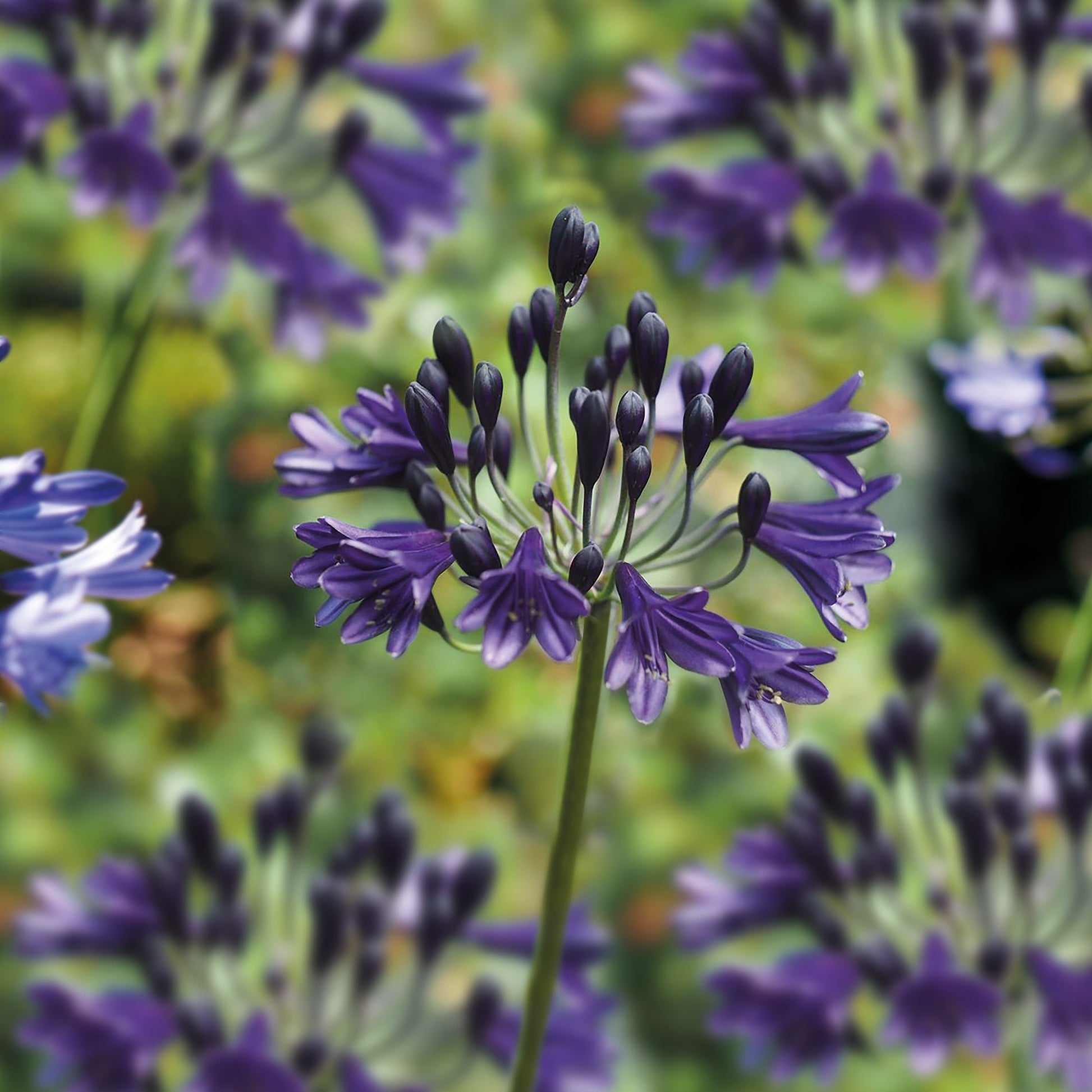 Agapanthus 'Black Buddhist'