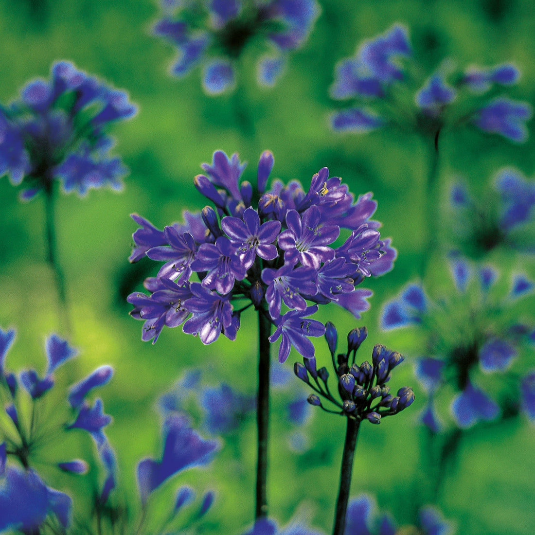 Agapanthus 'Pinocchio'