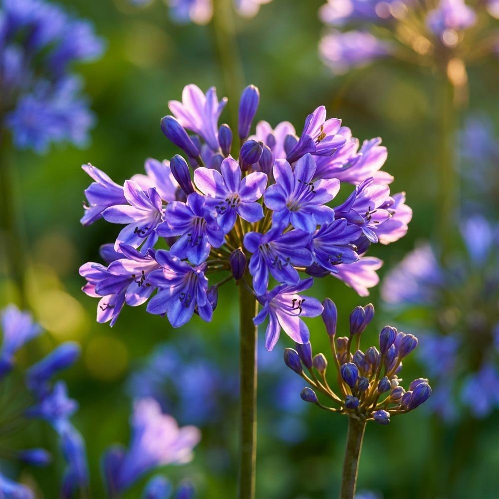 Agapanthus 'Pinocchio'