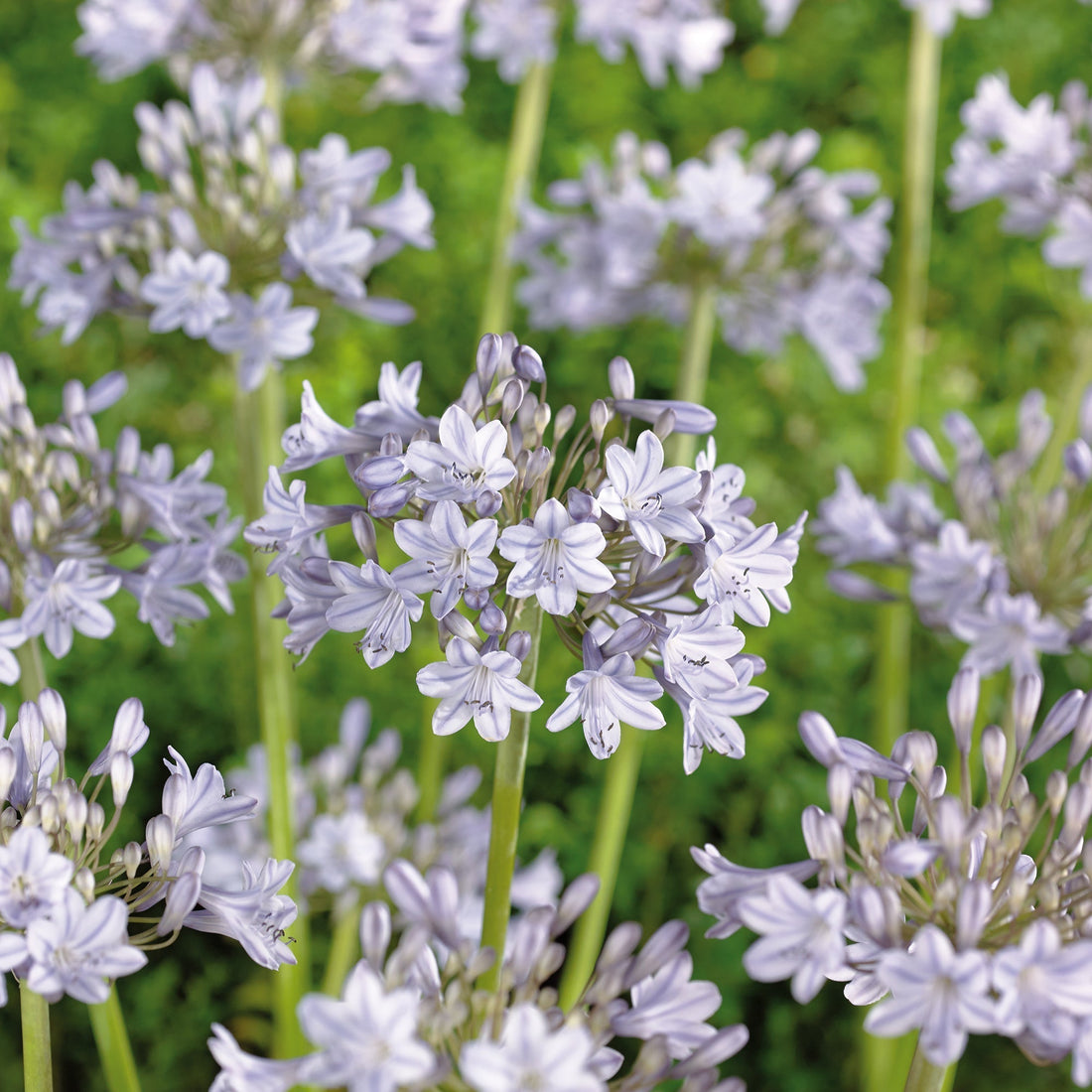 Agapanthus 'Silver Arrow'