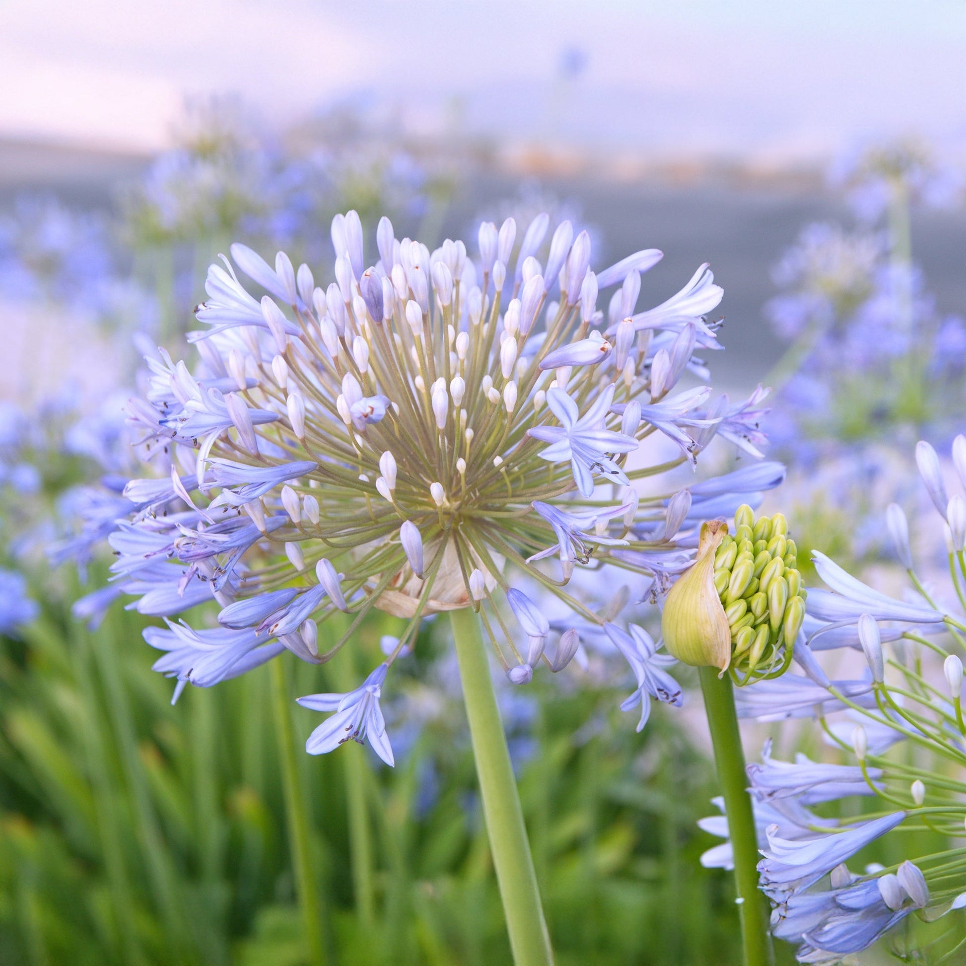 Agapanthus 'Wolga'
