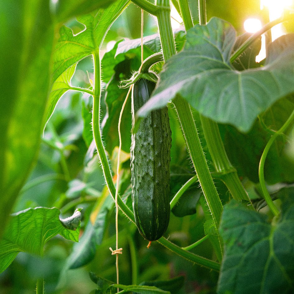 Agurkefrø 'Telegraph Improved' - 10 Økologiske Frø