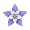 Blomfröer
