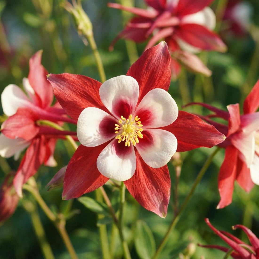 Akleja, Aquilegia 'Crimson Star'
