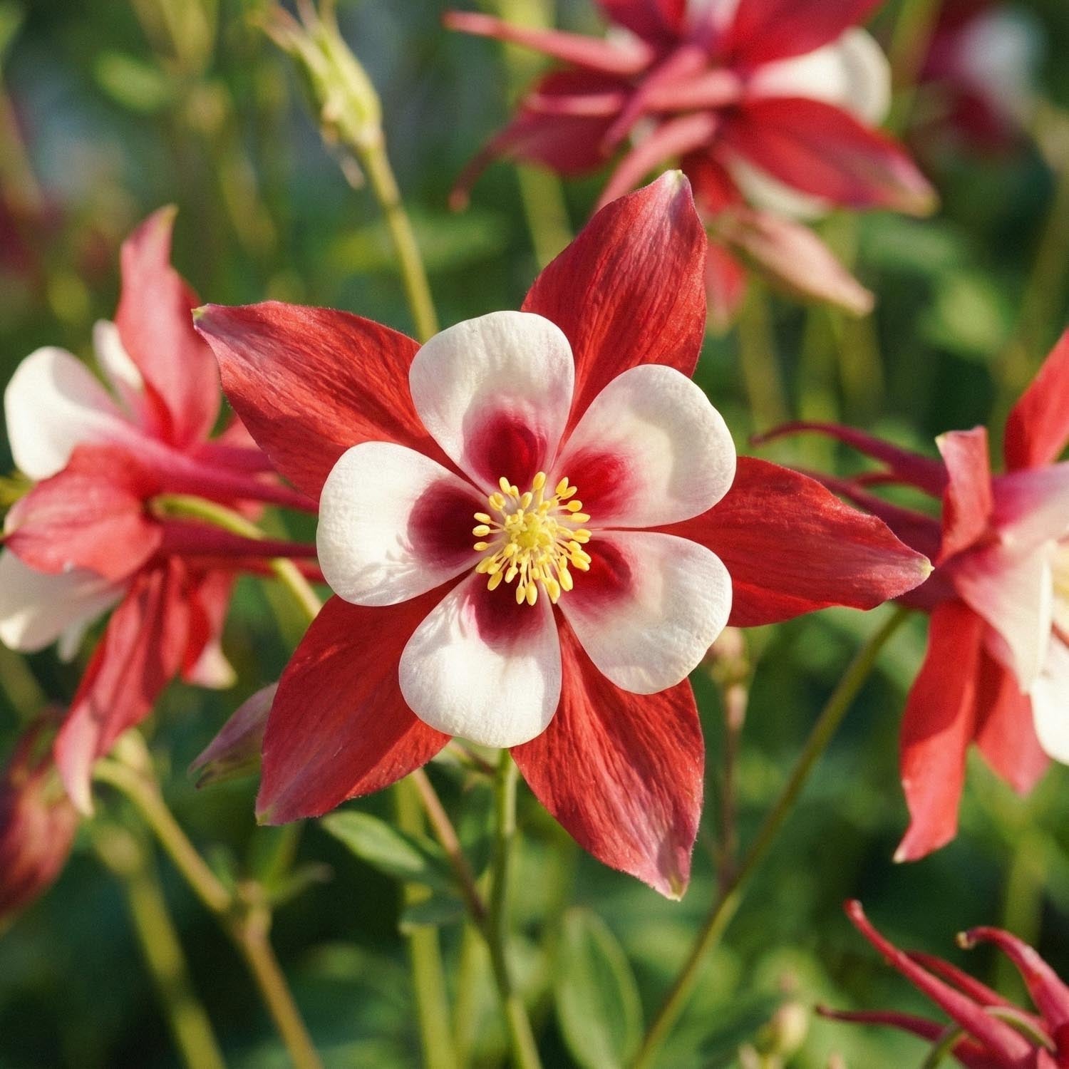 Akleja, Aquilegia 'Crimson Star'