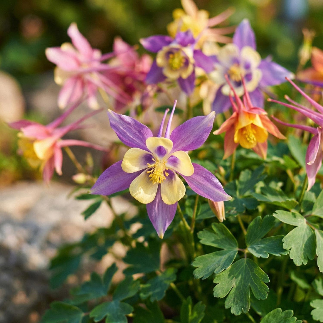 Akleja, Aquilegia 'McKana Hybrids'
