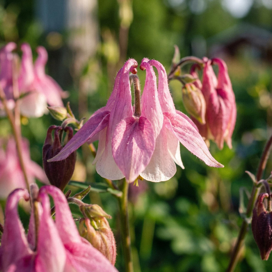 Aklejefrön 'Columbine' - 100 Ekologiska frön