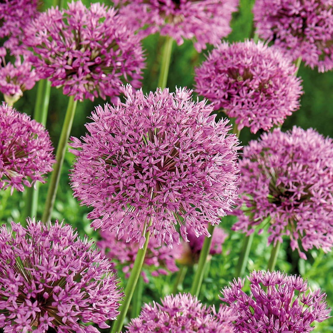 Allium, Prydnadslök 'Aflatunense'