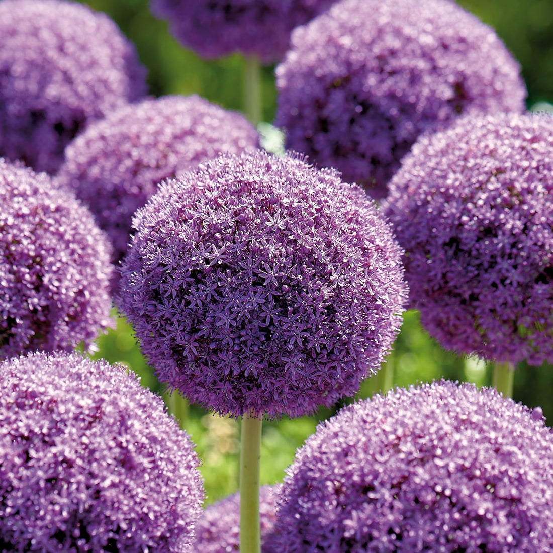 Allium, Prydnadslök 'Ambassador'
