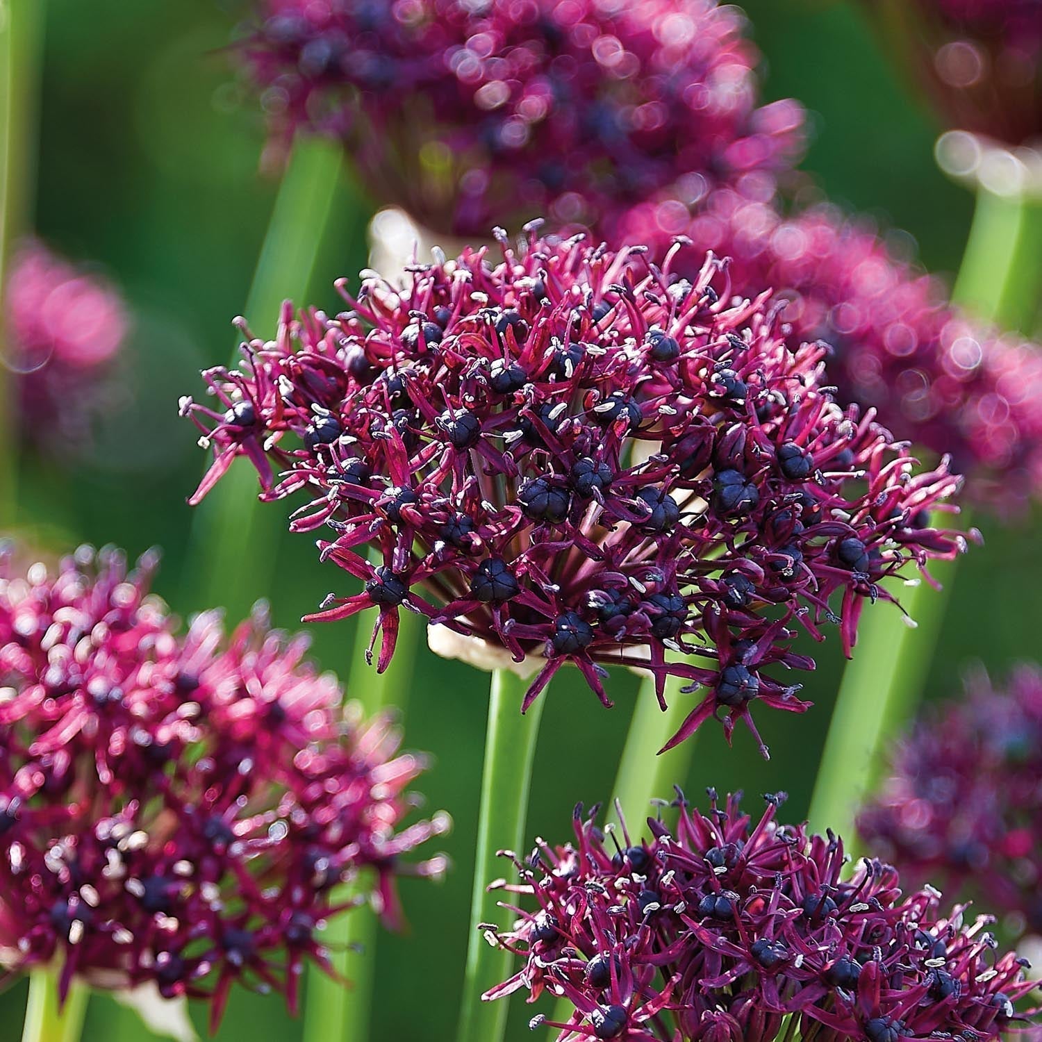 Allium, Prydnadslök 'Atropurpereum'