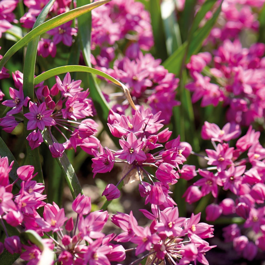 Allium, Prydnadslök 'Baltimore'
