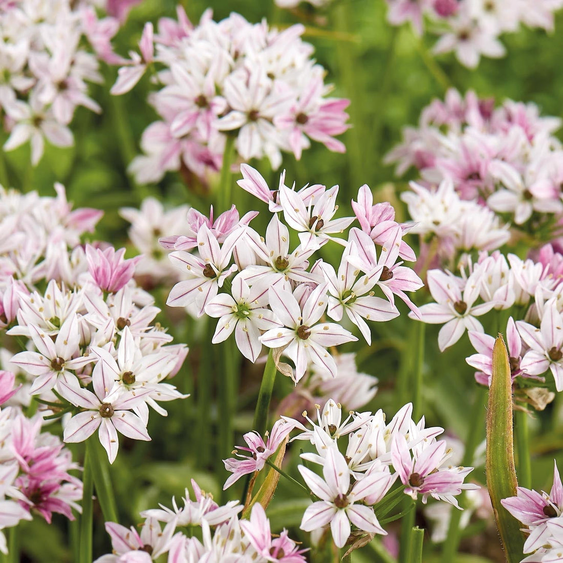 Allium, Prydnadslök 'Cameleon'