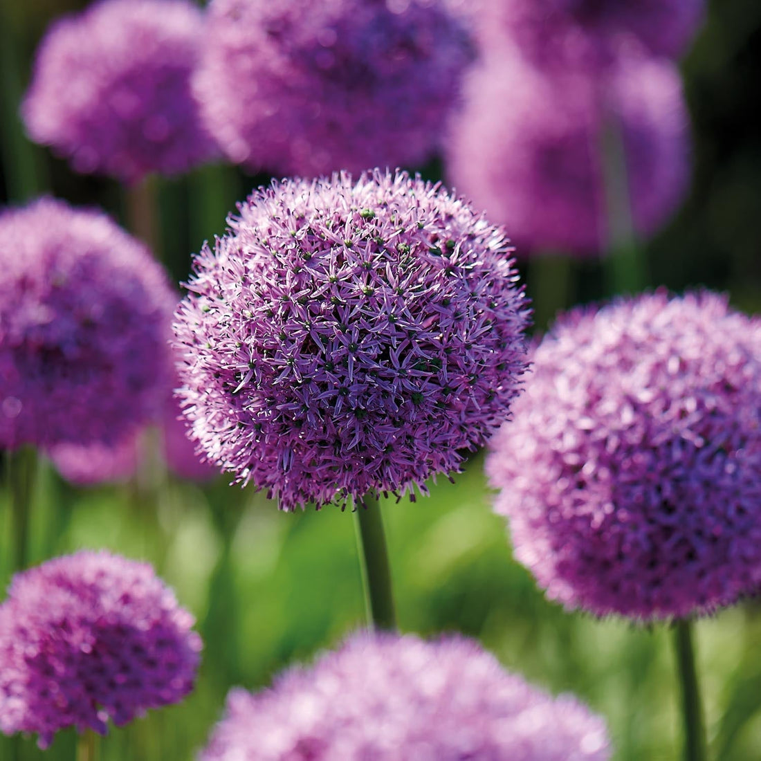 Allium, Prydnadslök 'Gladiator'
