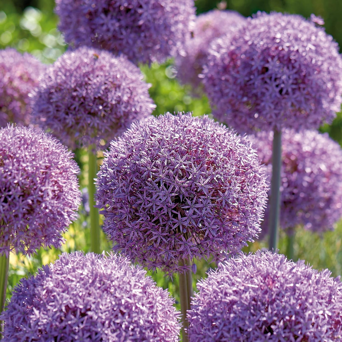 Allium, Prydnadslök 'Globemaster'