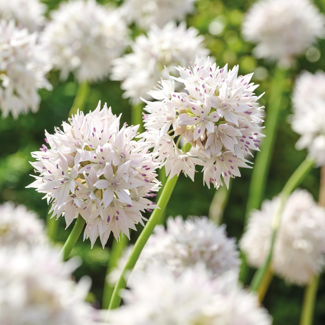 Allium, Prydnadslök 'Graceful Beauty'