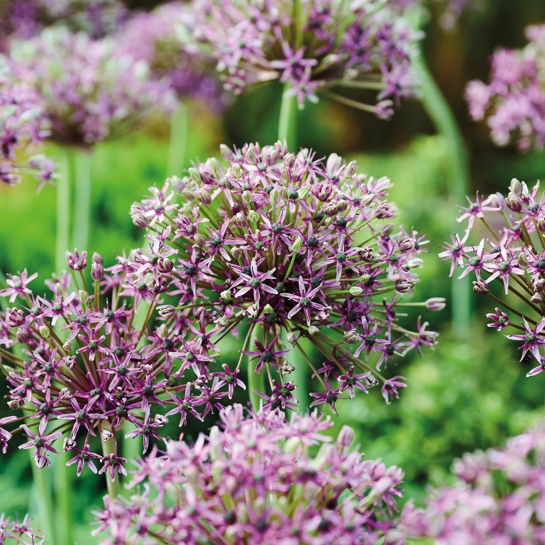 Allium, Prydnadslök 'Miami'