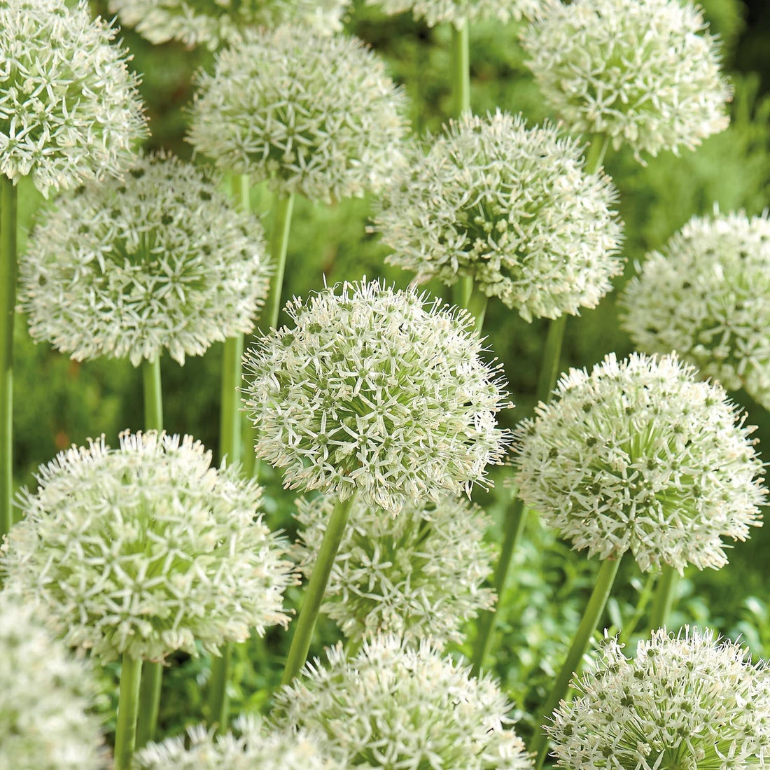 Allium, Prydnadslök 'Mont Blanc'