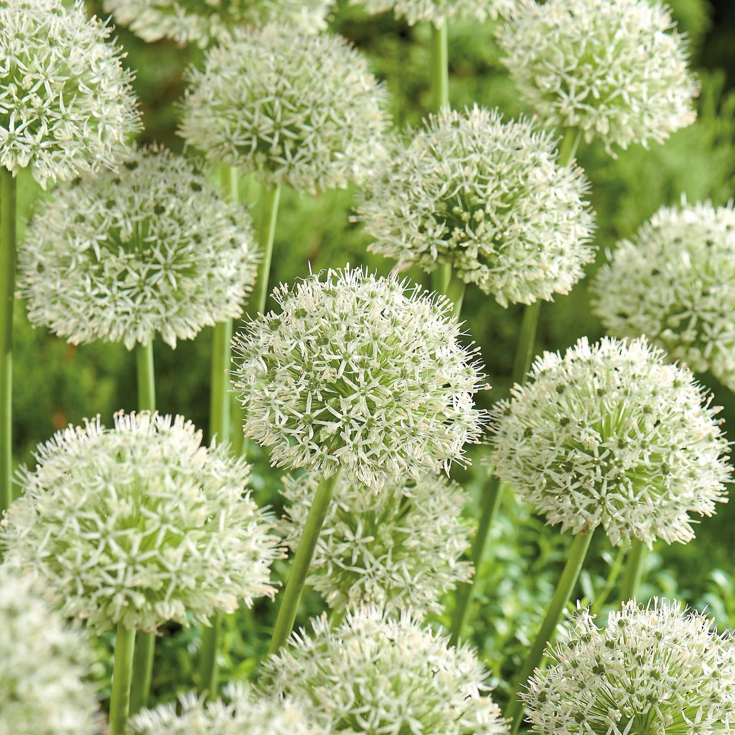 Allium, Prydnadslök 'Mont Blanc'