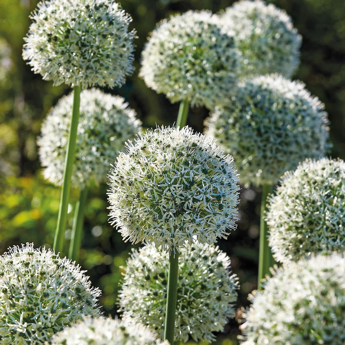 Allium, Prydnadslök 'Mount Everest'