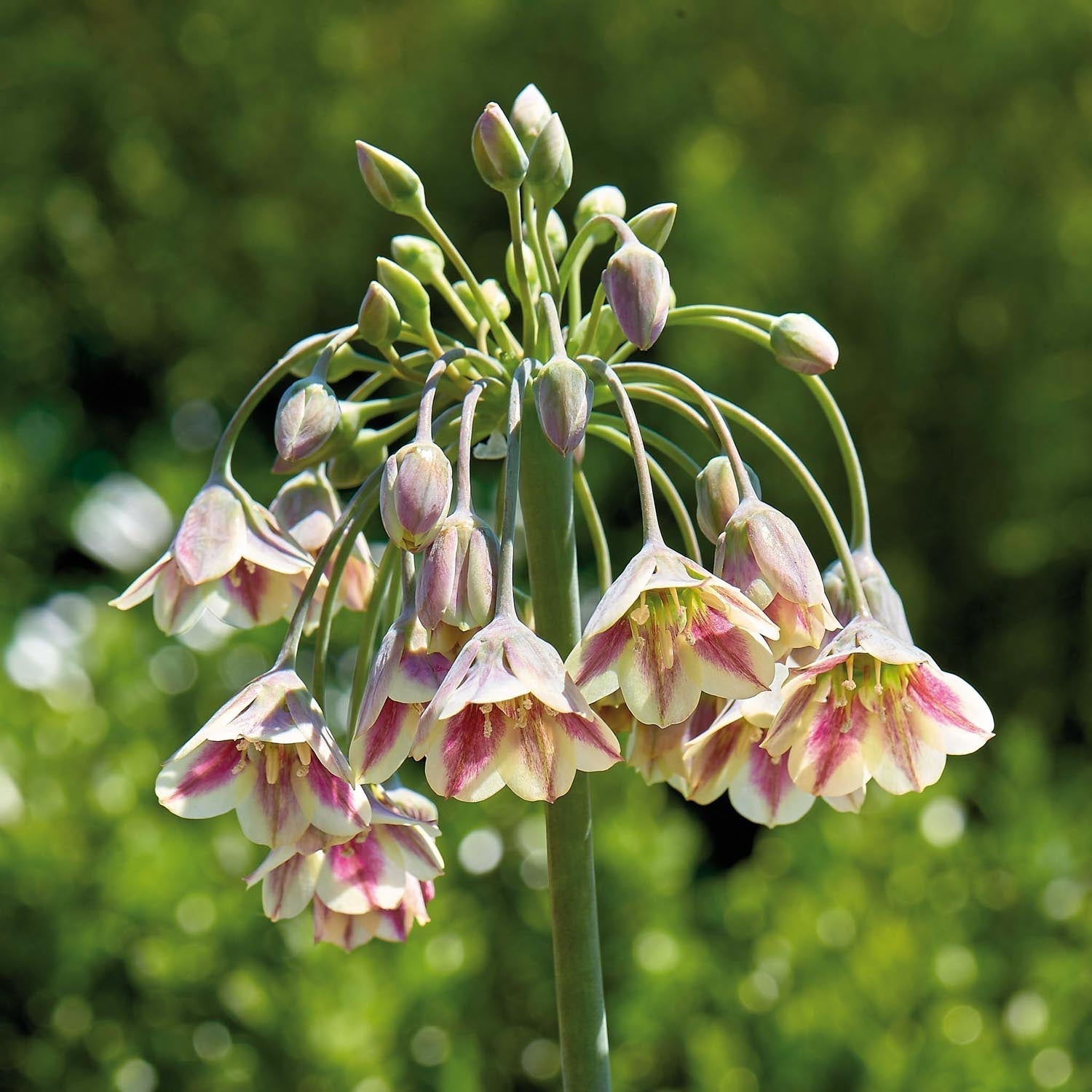 Allium, Prydnadslök 'Nectaroscordum/Bulgaricum'