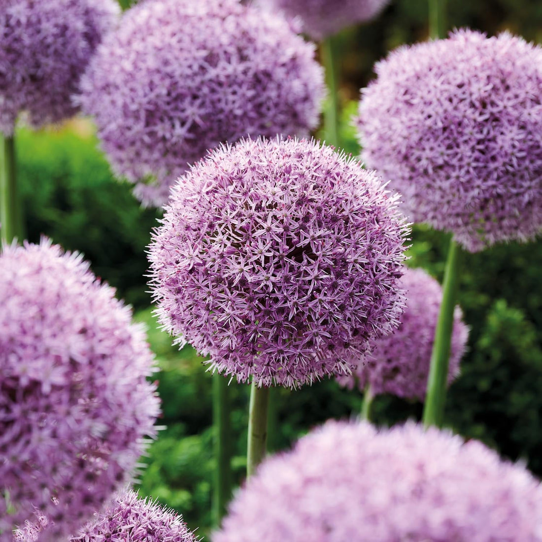 Allium, Prydnadslök 'Party Balloons'