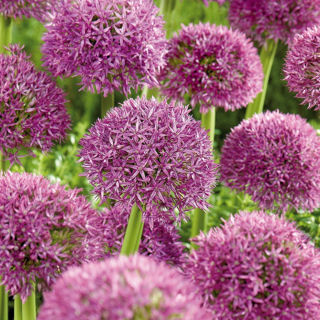 Allium, Prydnadslök 'Pinball Wizard'