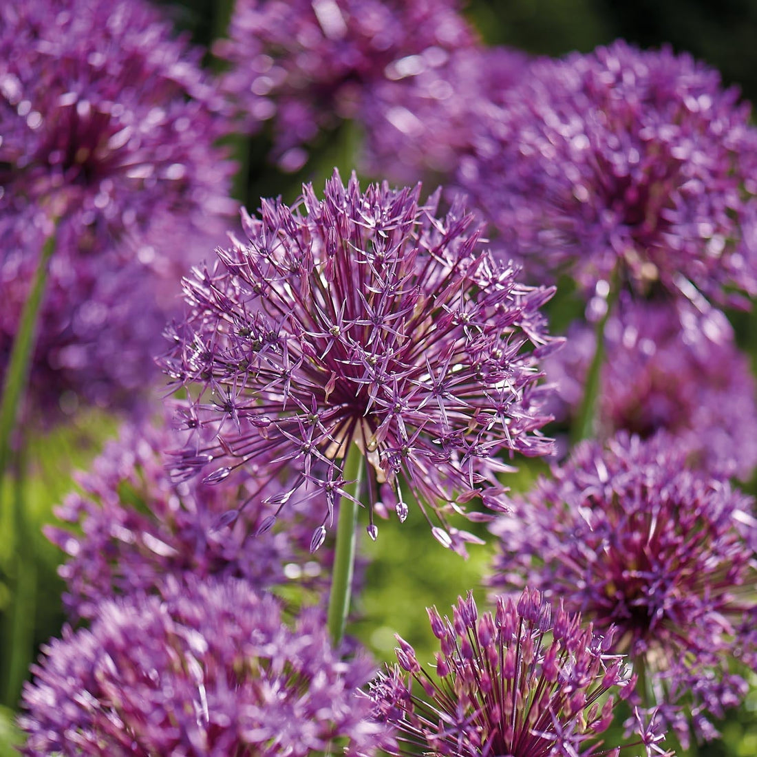 Allium, Prydnadslök 'Purple Rain'