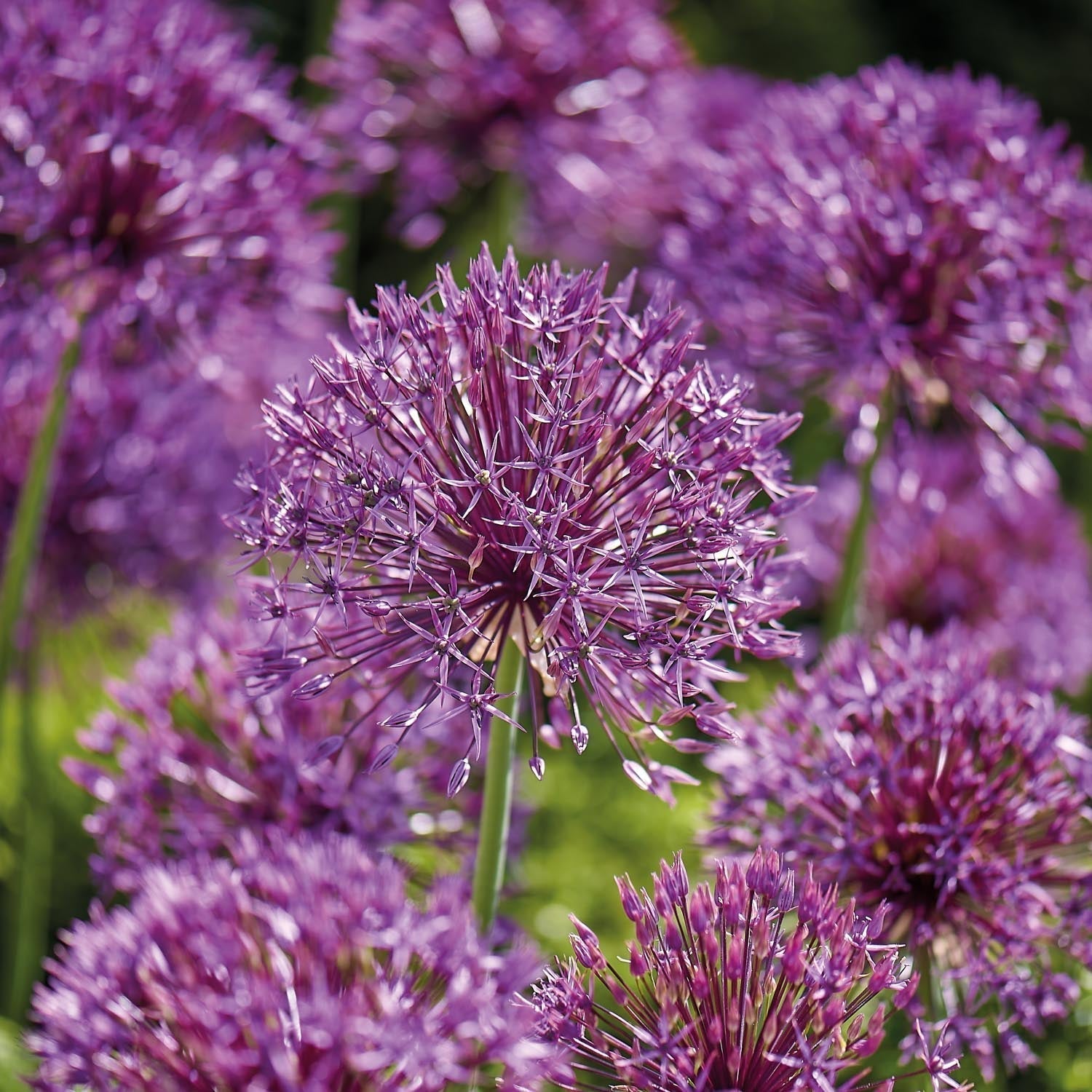 Allium, Prydnadslök 'Purple Rain'