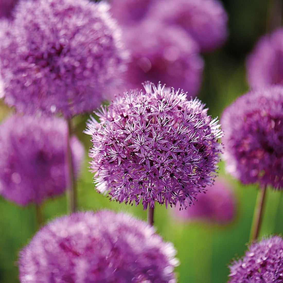 Allium, Prydnadslök 'Purple Sensation'