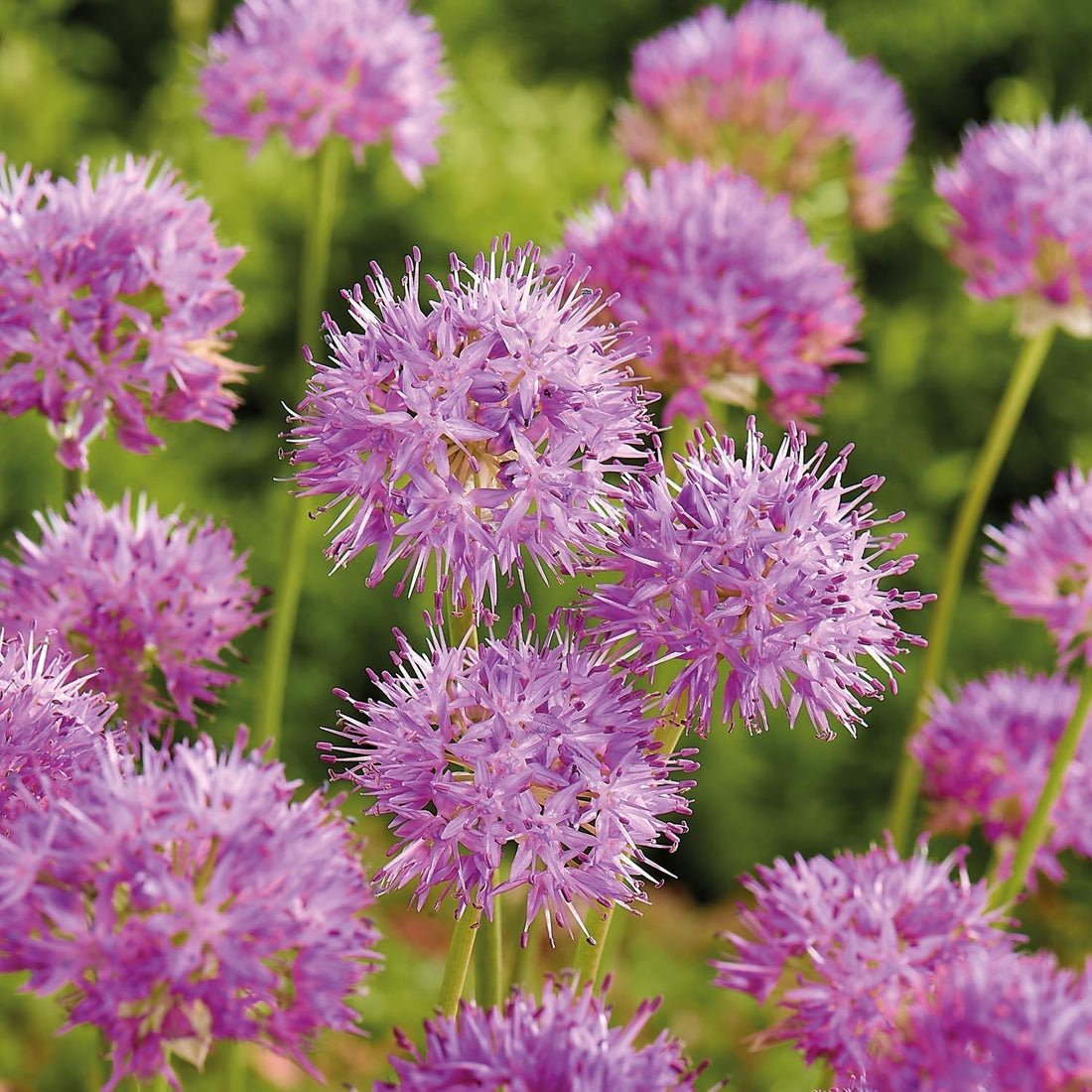 Allium, Prydnadslök 'Rosy Dream'