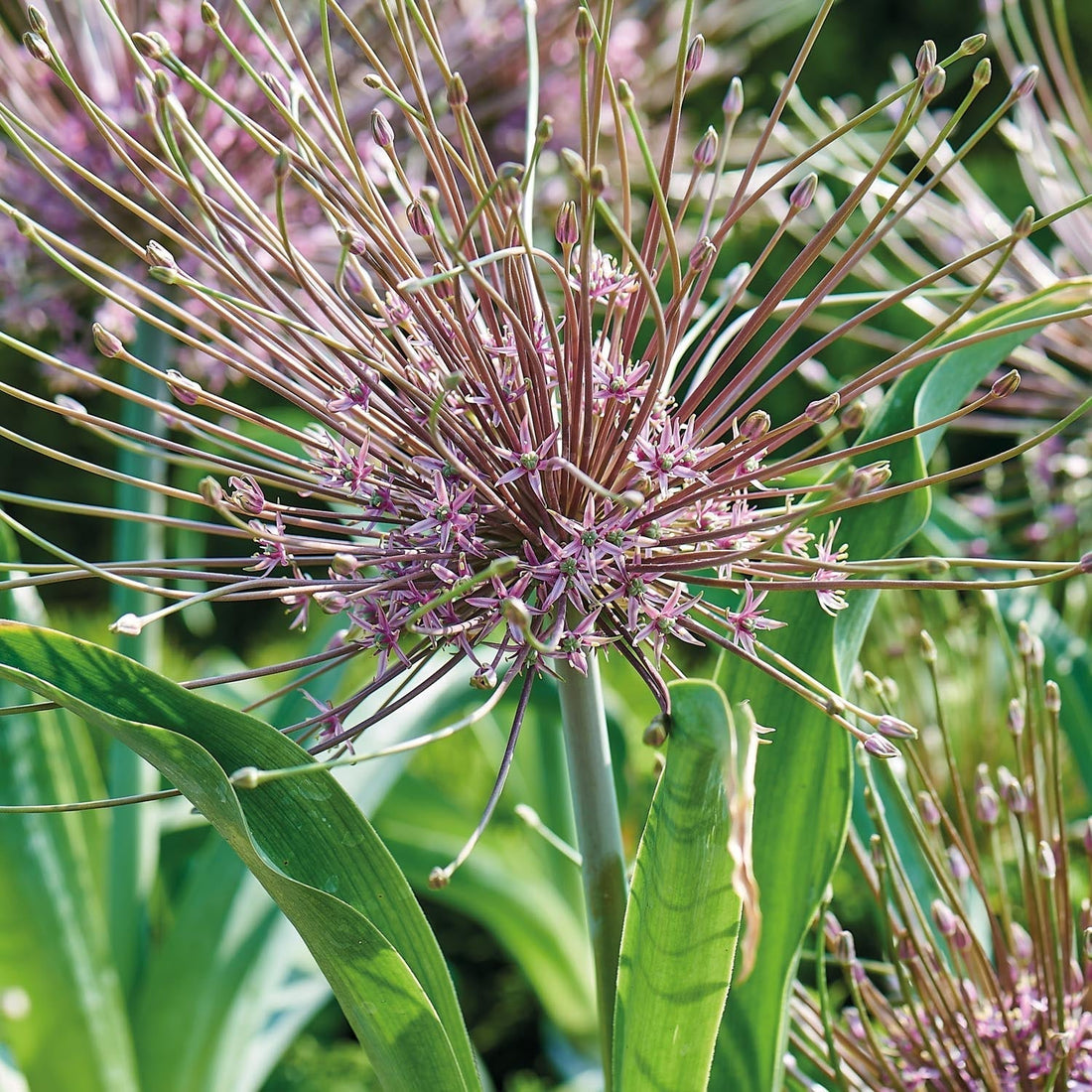 Allium, Prydnadslök 'Schubertii'