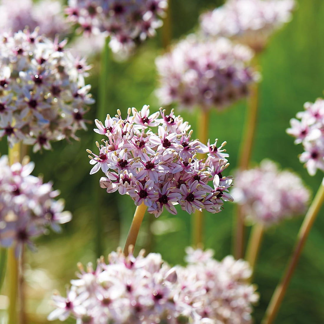 Allium, Prydnadslök 'Silver Spring'