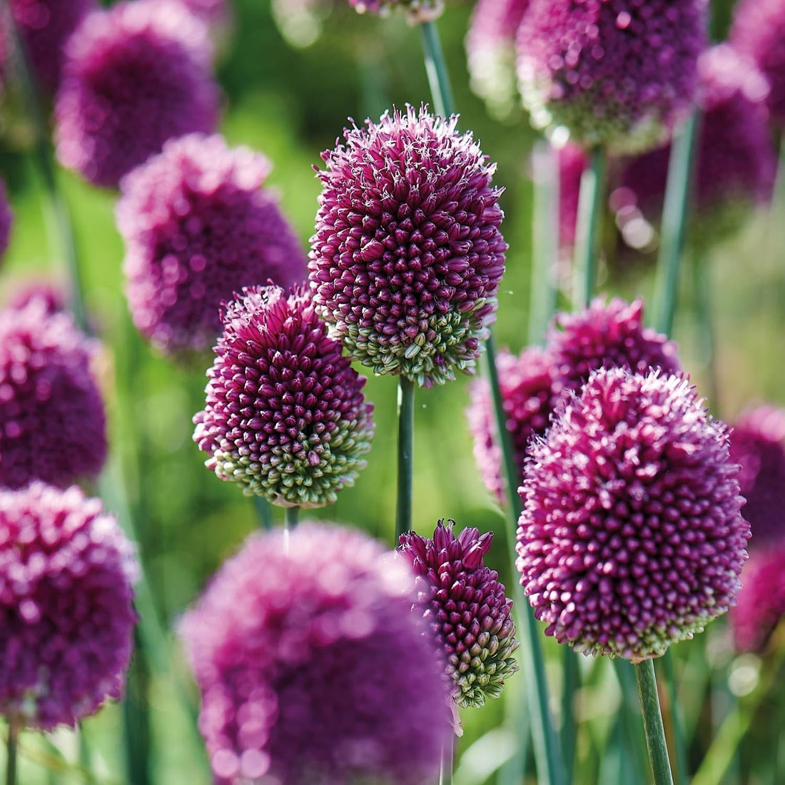 Allium, Prydnadslök 'Sphaerocephalon'