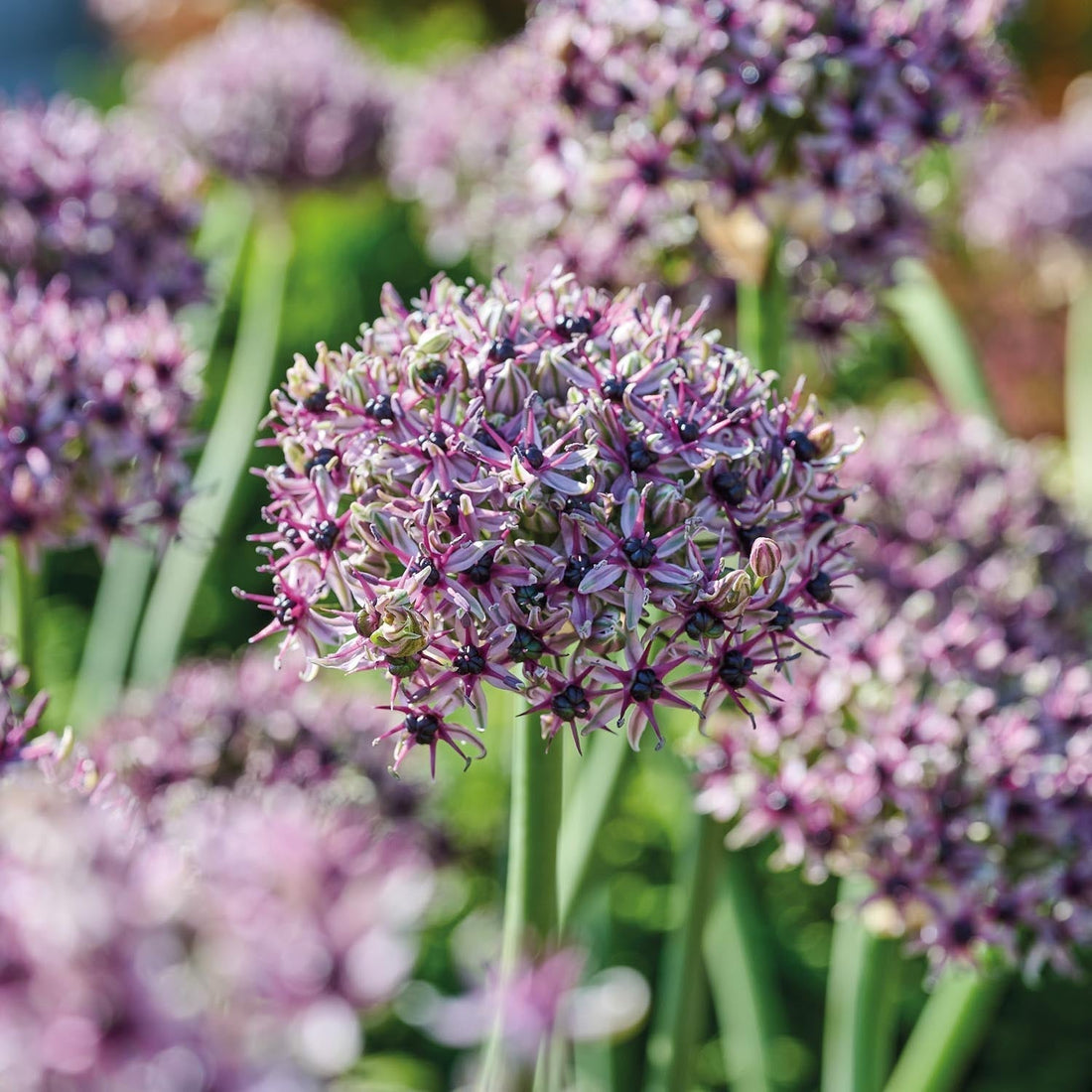 Allium, Prydnadslök 'Starlight'