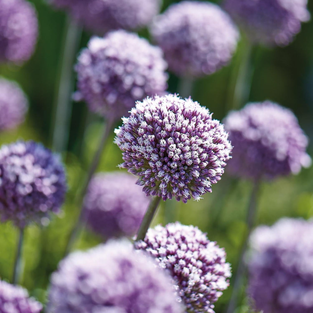 Allium, Prydnadslök 'Summer Drummer'