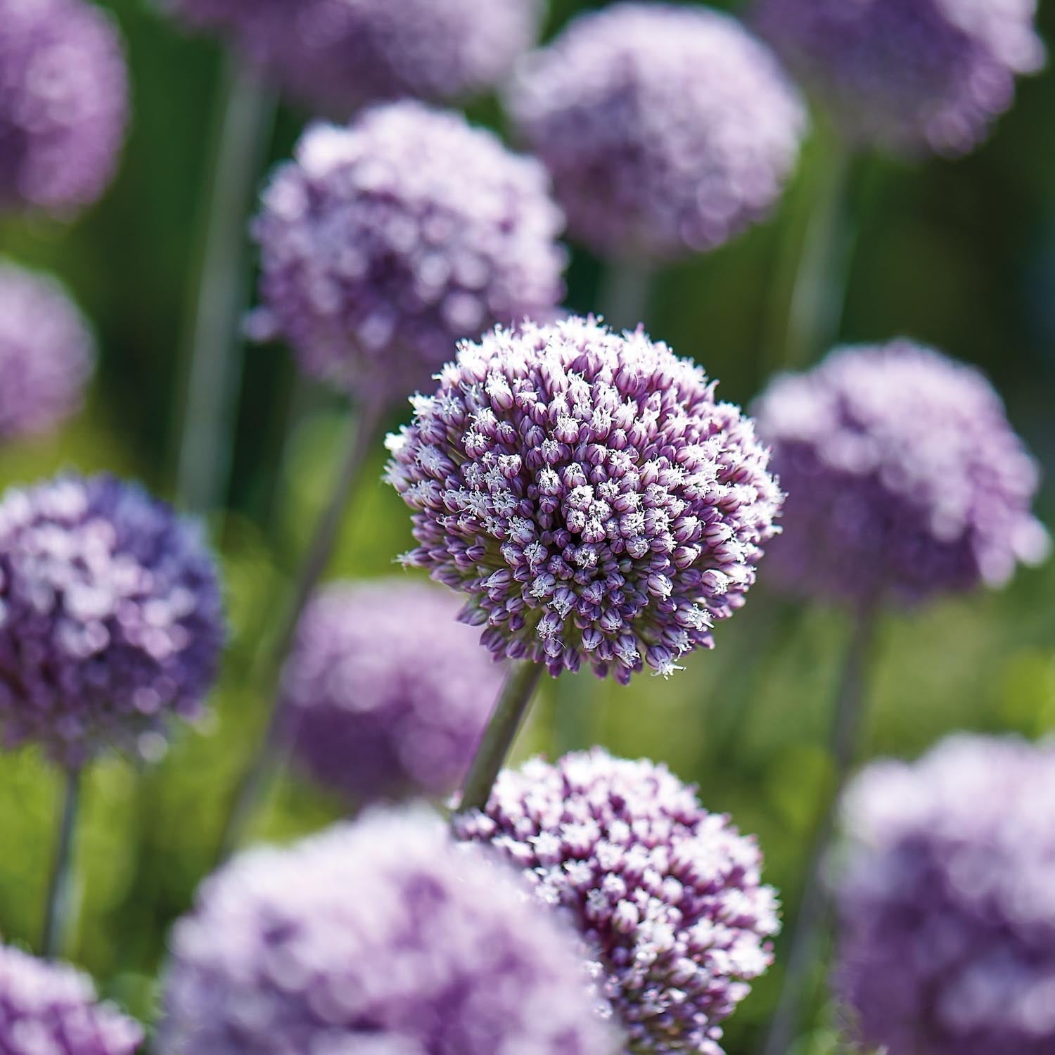 Allium, Prydnadslök 'Summer Drummer'
