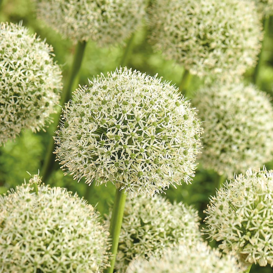 Allium, Prydnadslök 'White Giant'