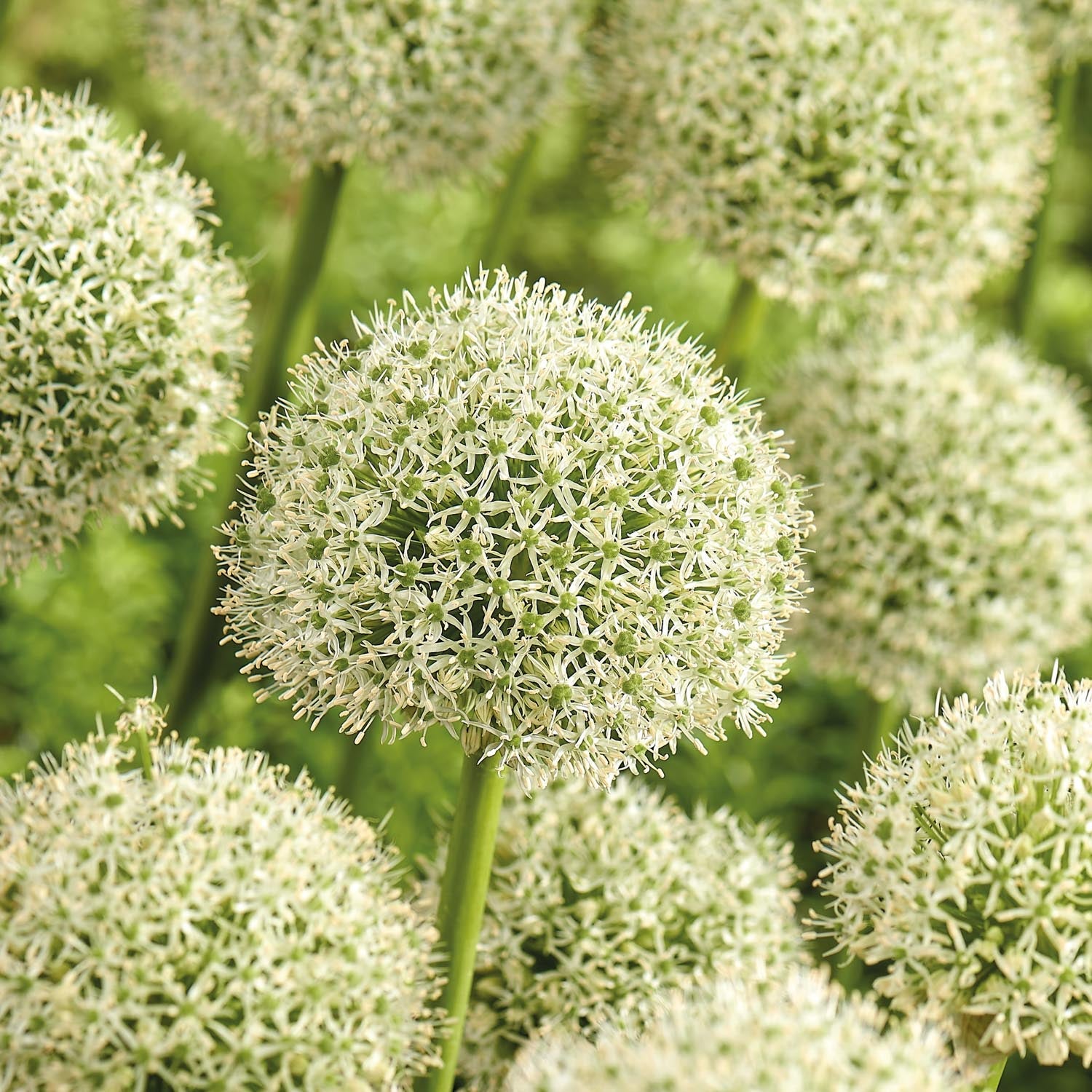 Allium, Prydnadslök 'White Giant'
