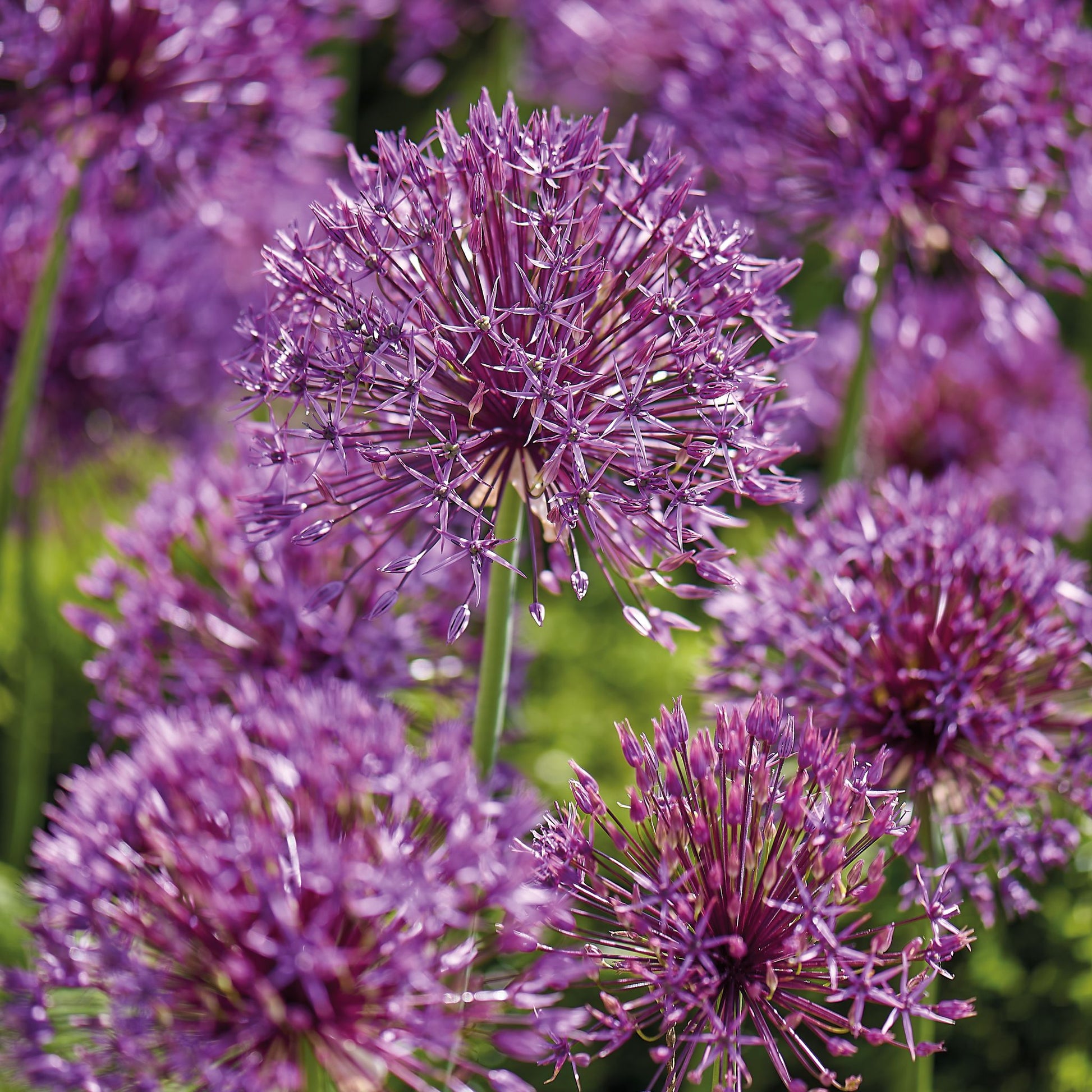 Allium 'Purple Rain'