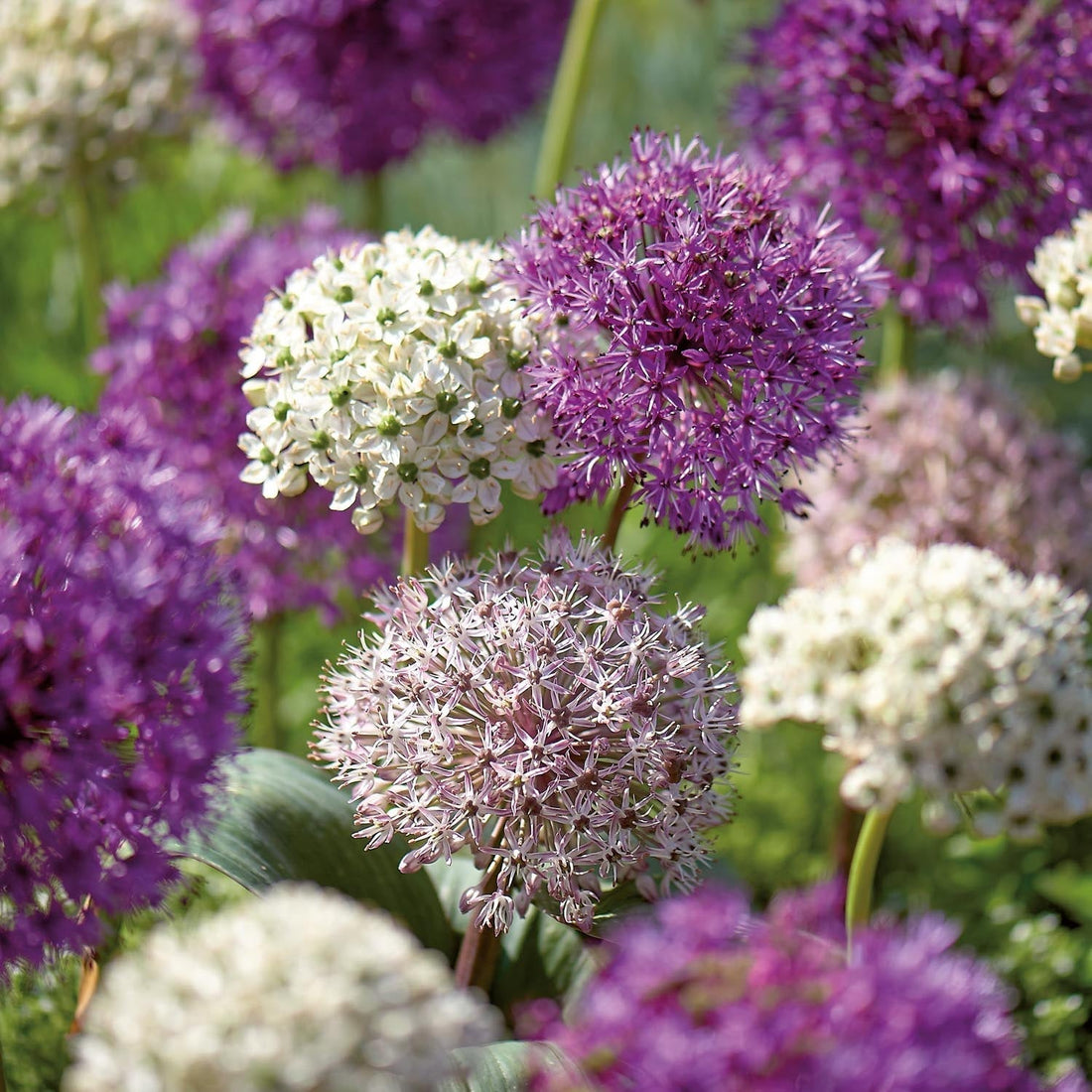 Alliumblandning 'Large Mixed'