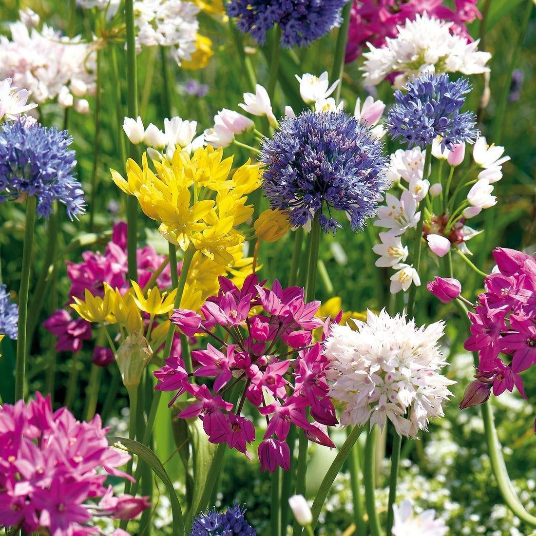 Alliumblandning 'Mini Mixed'