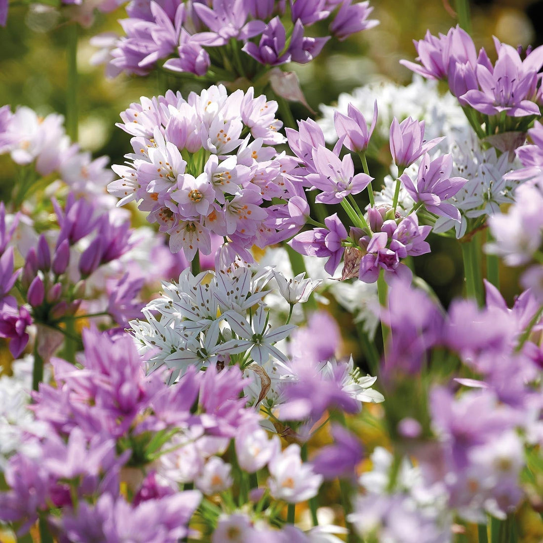 Alliumblandning 'Mini Pink Mixed'