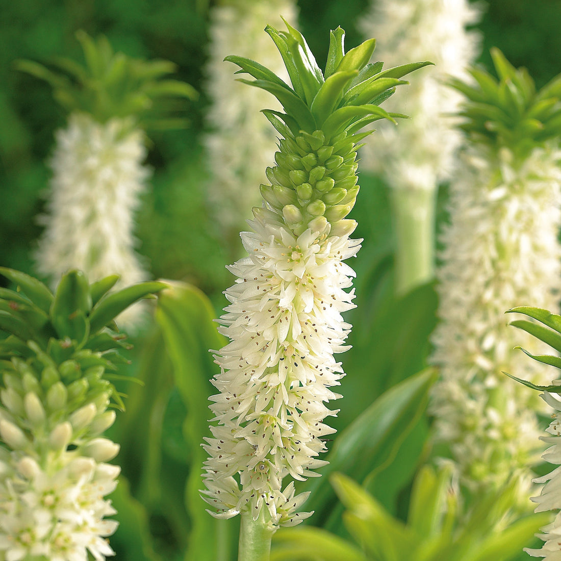 Ananaslilja, Eucomis 'Autumnalis'