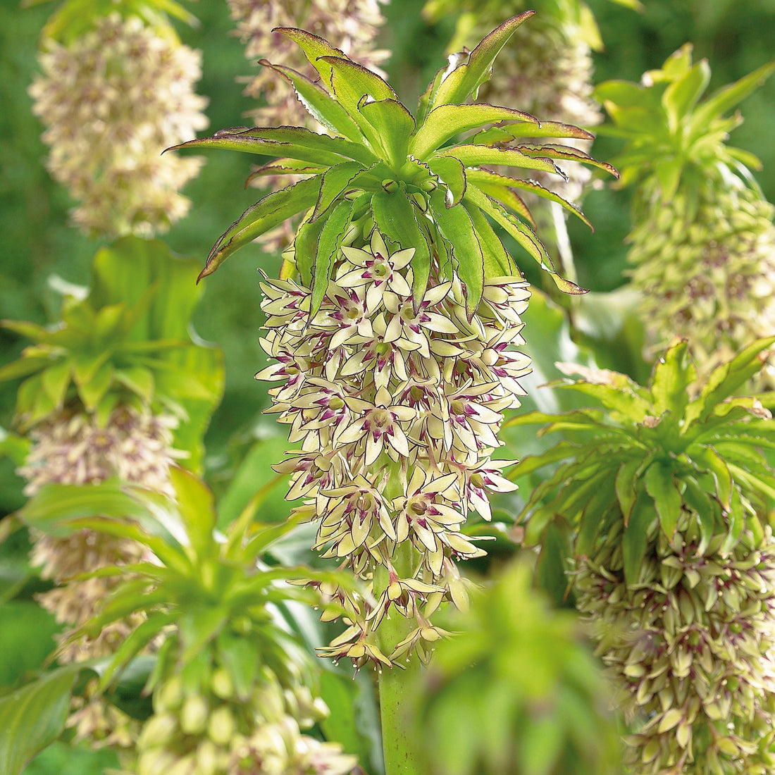 Ananaslilja, Eucomis 'Bicolor'