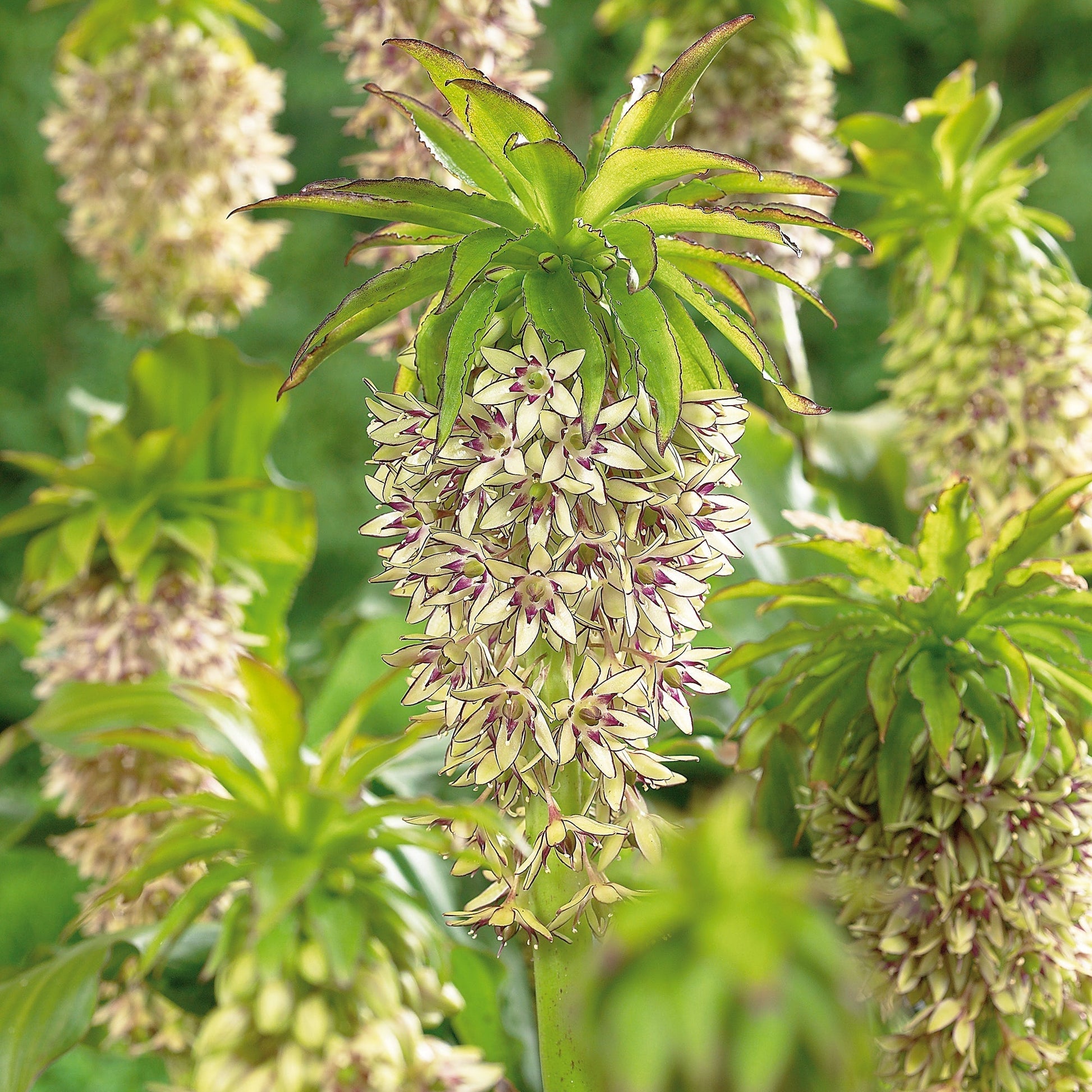 Ananaslilja, Eucomis 'Bicolor'