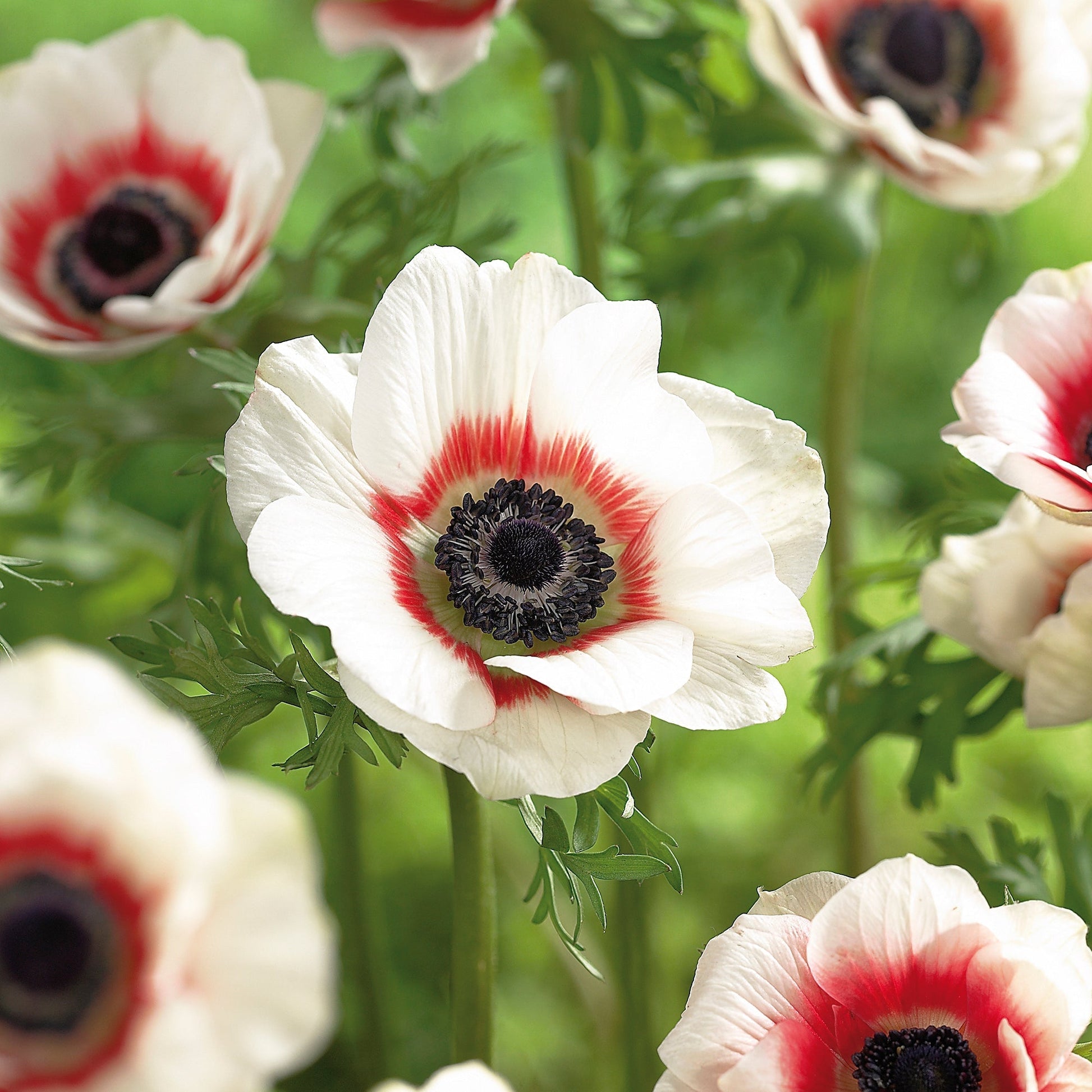 Anemone 'Bicolor'